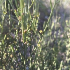Omphacomeria acerba (Leafless Sour-bush) at Aranda Bushland - 15 Oct 2022 by lbradley