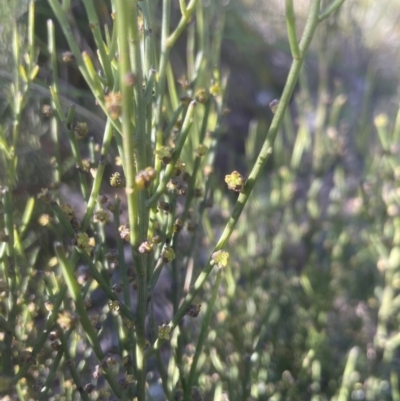 Omphacomeria acerba (Leafless Sour-bush) at Aranda, ACT - 15 Oct 2022 by lbradley