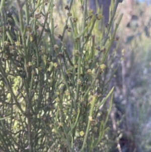 Omphacomeria acerba at Aranda, ACT - 15 Oct 2022