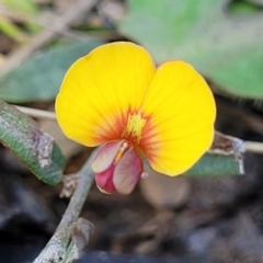 Bossiaea prostrata (Creeping Bossiaea) at Forde, ACT - 15 Oct 2022 by trevorpreston