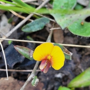 Bossiaea prostrata at Forde, ACT - 15 Oct 2022