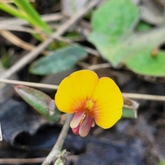 Bossiaea prostrata at Forde, ACT - 15 Oct 2022