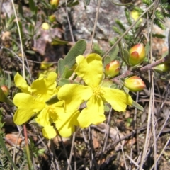 Hibbertia obtusifolia (Grey Guinea-flower) at Stromlo, ACT - 15 Oct 2022 by MatthewFrawley