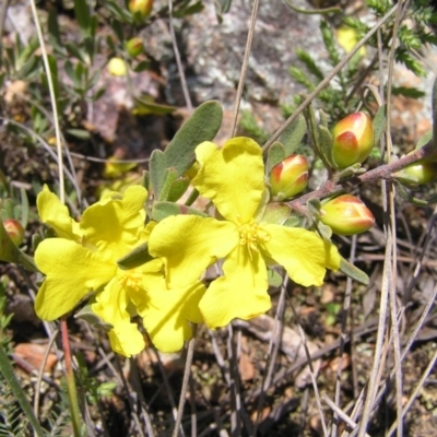 Hibbertia obtusifolia (Grey Guinea-flower) at Block 402 - 15 Oct 2022 by MatthewFrawley