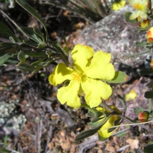 Hibbertia obtusifolia at Stromlo, ACT - 15 Oct 2022