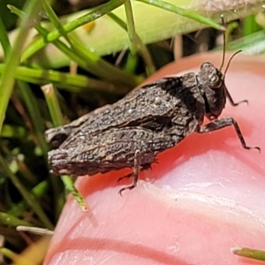 Tetrigidae (family) at Forde, ACT - 15 Oct 2022 01:54 PM