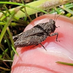 Tetrigidae (family) at Forde, ACT - 15 Oct 2022 01:54 PM