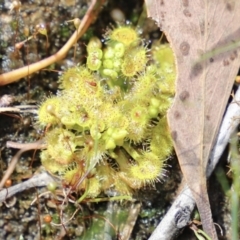 Drosera (genus) (A Sundew) at Uriarra, NSW - 15 Oct 2022 by JimL
