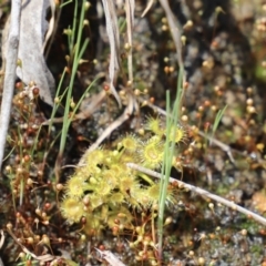 Drosera sp. at Uriarra, NSW - 15 Oct 2022 01:00 PM