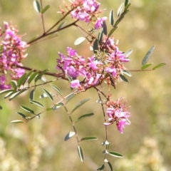 Indigofera australis subsp. australis (Australian Indigo) at Stromlo, ACT - 15 Oct 2022 by MatthewFrawley
