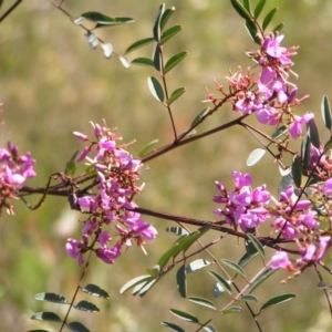 Indigofera australis subsp. australis at Stromlo, ACT - 15 Oct 2022 01:29 PM