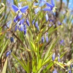 Stypandra glauca (Nodding Blue Lily) at Piney Ridge - 15 Oct 2022 by MatthewFrawley