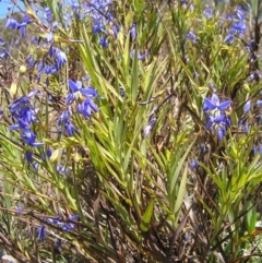 Stypandra glauca at Stromlo, ACT - 15 Oct 2022