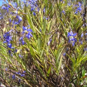 Stypandra glauca at Stromlo, ACT - 15 Oct 2022