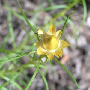 Xerochrysum viscosum at Stromlo, ACT - 15 Oct 2022