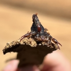 Cercophonius squama (Wood Scorpion) at Uriarra, NSW - 15 Oct 2022 by JimL