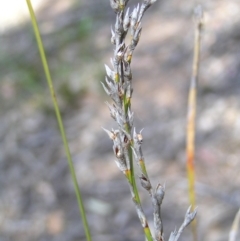 Lepidosperma laterale (Variable Sword Sedge) at Block 402 - 15 Oct 2022 by MatthewFrawley