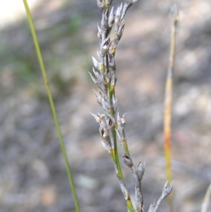 Lepidosperma laterale at Stromlo, ACT - 15 Oct 2022