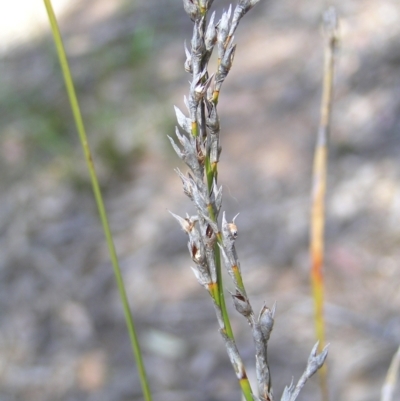 Lepidosperma laterale (Variable Sword Sedge) at Stromlo, ACT - 15 Oct 2022 by MatthewFrawley