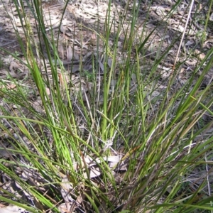 Lepidosperma laterale at Stromlo, ACT - 15 Oct 2022