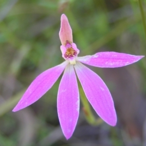 Caladenia carnea at Stromlo, ACT - suppressed