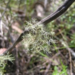 Usnea sp. (Bearded lichen) at Bluetts Block Area - 15 Oct 2022 by MatthewFrawley