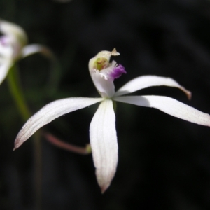 Caladenia ustulata at Stromlo, ACT - suppressed