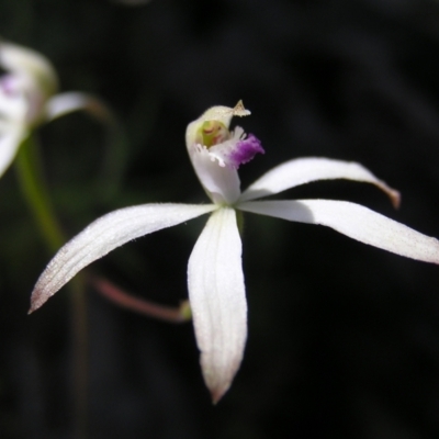 Caladenia ustulata (Brown Caps) at Stromlo, ACT - 15 Oct 2022 by MatthewFrawley