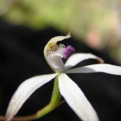 Caladenia ustulata at Stromlo, ACT - 15 Oct 2022