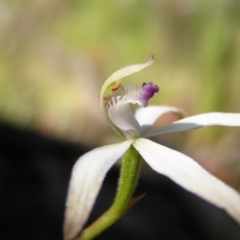 Caladenia ustulata at Stromlo, ACT - 15 Oct 2022