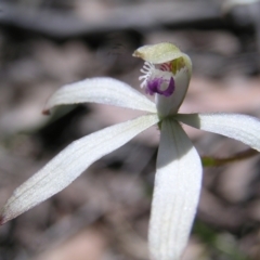 Caladenia ustulata at Stromlo, ACT - suppressed