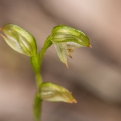 Bunochilus montanus (Montane Leafy Greenhood) at Tidbinbilla Nature Reserve - 11 Oct 2022 by SWishart