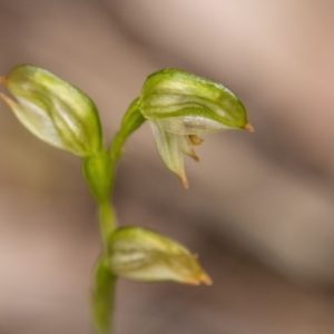 Bunochilus montanus at Paddys River, ACT - 12 Oct 2022
