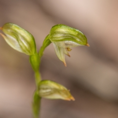 Bunochilus montanus (ACT) = Pterostylis jonesii (NSW) (Montane Leafy Greenhood) at Paddys River, ACT - 12 Oct 2022 by SWishart