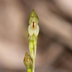 Bunochilus montanus (ACT) = Pterostylis jonesii (NSW) at Paddys River, ACT - suppressed