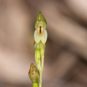 Bunochilus montanus (ACT) = Pterostylis jonesii (NSW) at Paddys River, ACT - suppressed