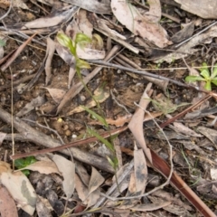 Bunochilus montanus (ACT) = Pterostylis jonesii (NSW) at Paddys River, ACT - suppressed