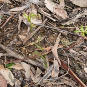 Bunochilus montanus (ACT) = Pterostylis jonesii (NSW) at Paddys River, ACT - suppressed