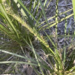 Lomandra longifolia (Spiny-headed Mat-rush, Honey Reed) at Aranda, ACT - 15 Oct 2022 by lbradley