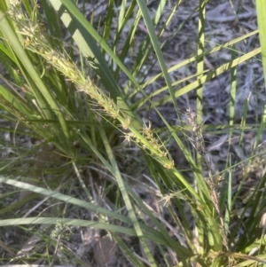 Lomandra longifolia at Aranda, ACT - 15 Oct 2022