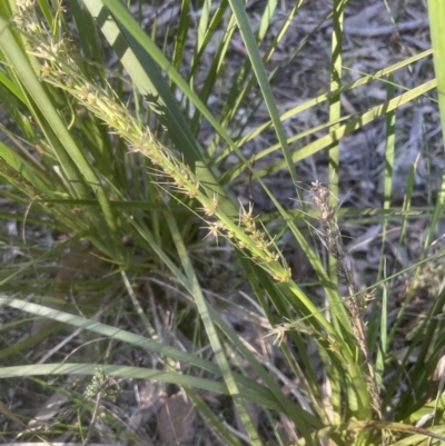 Lomandra longifolia (Spiny-headed Mat-rush, Honey Reed) at Aranda Bushland - 15 Oct 2022 by lbradley