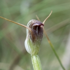 Pterostylis pedunculata (Maroonhood) at Paddys River, ACT - 12 Oct 2022 by SWishart