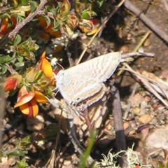 Lampides boeticus (Long-tailed Pea-blue) at Block 402 - 15 Oct 2022 by MatthewFrawley
