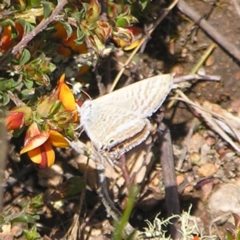 Lampides boeticus (Long-tailed Pea-blue) at Stromlo, ACT - 15 Oct 2022 by MatthewFrawley