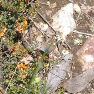 Lampides boeticus at Stromlo, ACT - 15 Oct 2022 01:23 PM