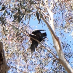 Callocephalon fimbriatum (Gang-gang Cockatoo) at GG292 - 14 Oct 2022 by CathB