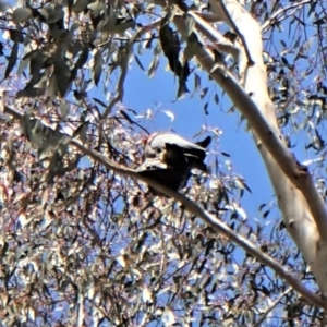 Callocephalon fimbriatum at Molonglo Valley, ACT - suppressed