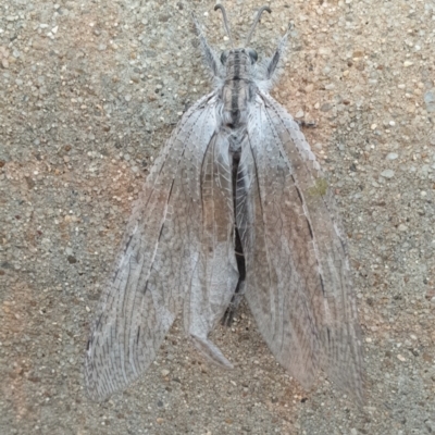 Heoclisis fundata (Antlion lacewing) at Conder, ACT - 20 Dec 2019 by Halina