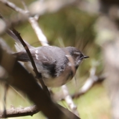 Rhipidura albiscapa (Grey Fantail) at Brindabella National Park - 15 Oct 2022 by JimL