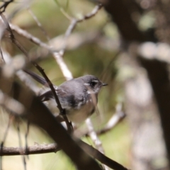 Rhipidura albiscapa at Uriarra, NSW - 15 Oct 2022